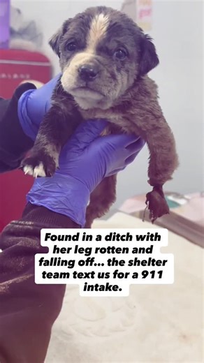 Forgotten, Now Family Rescue on Instagram: "911 cases are always just that.. emergency . Of course they aren’t conveniently timed. We didn’t need a critical case but she didn’t need it either. She didn’t get a choice so we don’t either. Baby bloom was found in a ditch with insane infection and her leg dangling. She is only 2 lbs and the tiniest little warrior. She required emergency surgery while I stood at a rural shelter dealing with another emergency. We were already critically low on funds a