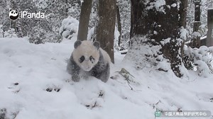 No matter if it’s snowing or not... I simply love to roll around! Anyway it’s definitely panda's lifestyle. Watch full video here: https://youtu.be/itfJXkBYvCc All history episodes of Super Panda: https://goo.gl/q3oghH #SuperPanda #CCRCGP | iPanda