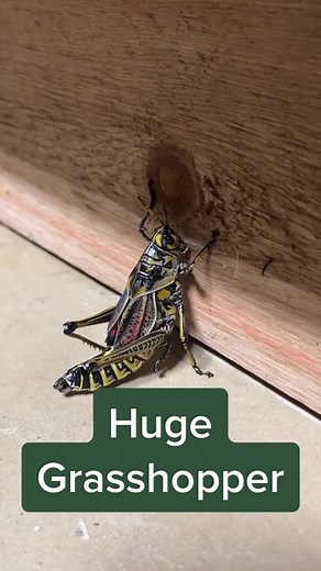 Discover the Massive Black Grasshoppers of the Southeast