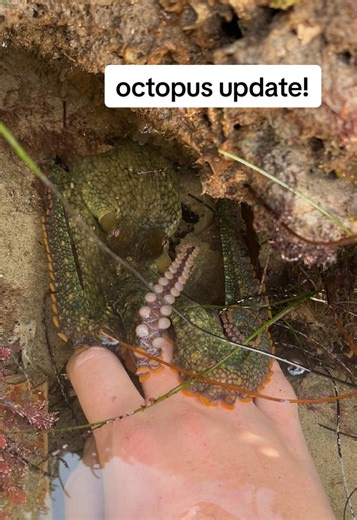 Exciting Updates on Lilo the Octopus and Its Growth
