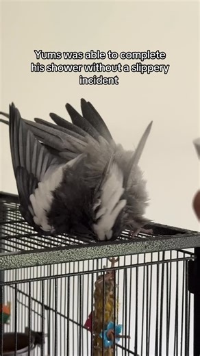 It’s just so much easier to flop over on the cage and let the mist do all the work #cockatiel #parrot #bird #yumyumthetiel | Yumyumthetiel