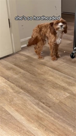 Just like her mama fr #cavapoo