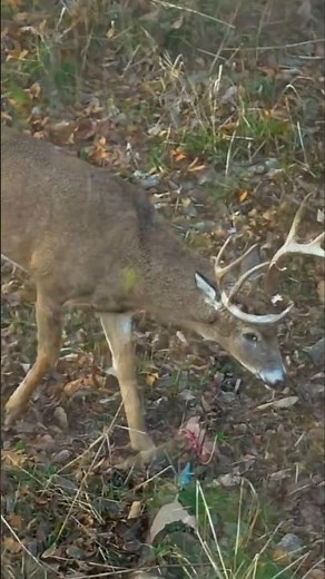 Close-Range Bow Shot on a Big Buck#buckbeak#deerhunting #bowhunting#whitetailbuck #shorts
