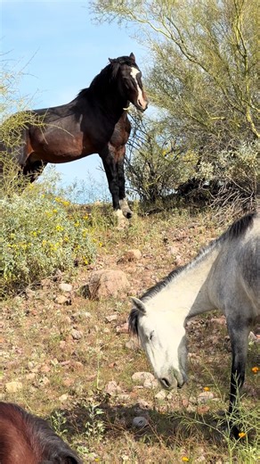 Exploring Wild and Free Horses in Nature