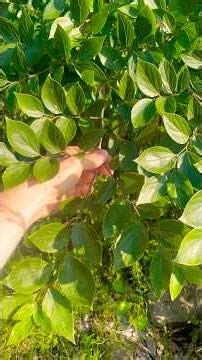 Celtis sinensis ID #arborist #treeid #tree #chinese
