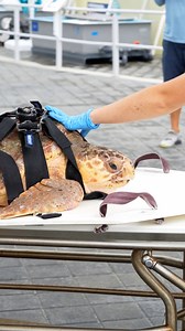 89K views · 1.2K reactions | Shelly Potter update! Thanks to our...