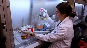 Tracking Bispecific Antibody-Induced T Cell Trafficking Using Luciferase-Transduced Human T Cells