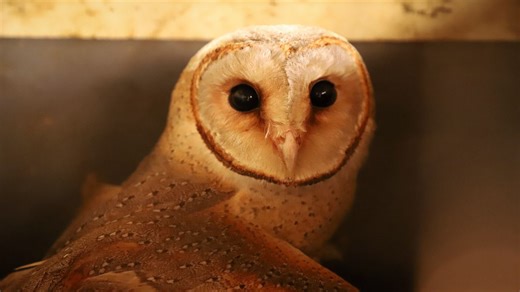 क्या घर में उल्लू पालना शुभ है? | what does it mean if we adopt owl at home | Herzindagi