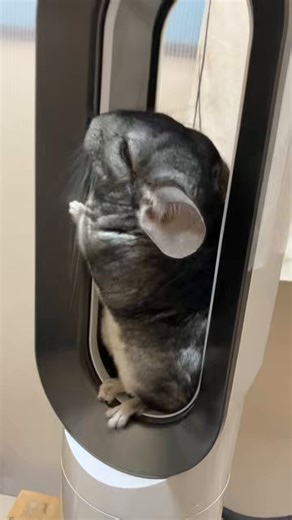 降車#chinchilla #チンチラ