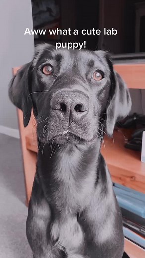 Sneaky Springador - International Superspy