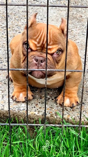 Fuck it ?! She look almost fake lol ! Mini doggie Ice Cube !! | Victor Pauline Barata