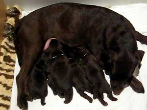 chiots labrador chocolat - lab puppies
