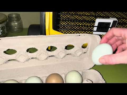 Setting up Brinsea Octagon Incubator