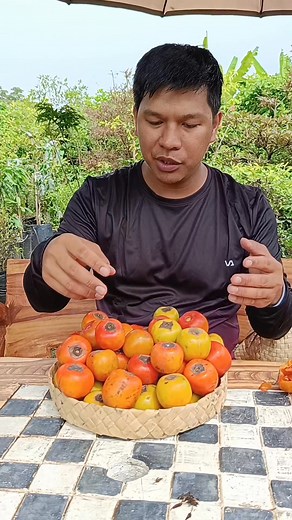 Hachiya Persimmon is a sweet, vibrant orange fruit known for its rich, honey-like flavor when fully ripe. Best enjoyed soft, it’s packed with vitamins, fiber, and antioxidants. 🍊✨ #HachiyaPersimmon #FruitOfTheGods #SweetAndHealthy #Superfruit #NaturesCandy #prutasreview #prutasmukbang #rarefruit | Mathea's Garden: Plant & Tree Nursery