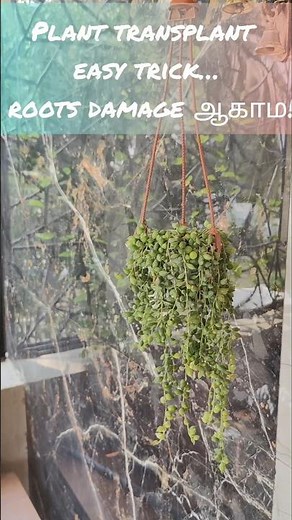 How to transfer a plant without damaging roots 🌱 #namyshome #plantcare #gardentips