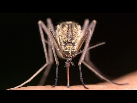 Utah officials use AI in fight against mosquitoes