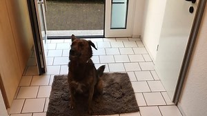 Nie wieder schmutzige Böden ‼️ ➡️ https://www.mein-haustier.de/?f=19069 Mit der saugfähigen Dirty Dog Doormat gehören schmutzige Böden endlich der Vergangenheit an! 🐾 | Mein Haustier