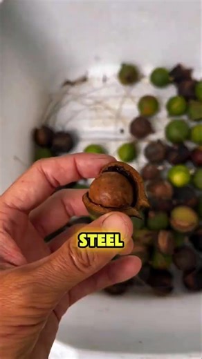 The Macadamia Tree That Makes Hard Nuts on Purpose! #MacadamiaTree #Macadamia #MacadamiaNuts