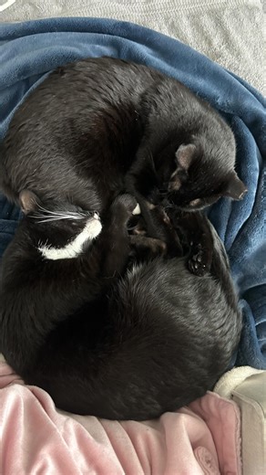 Just a fun video of the cats for a post today 💕 #cats #catsfetching #tuxedocats #blackcat #sillycats | Betty Reed Music