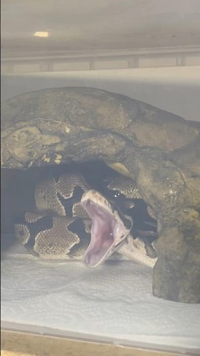 SHENRON | Fire Ball / Royal Python | #feeding #short 🐲🎬 (06.08.25)