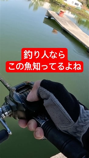 私は知らない。#釣り #ルアー #ルアーフィッシング#釣り堀 #デプス #ガンクラフト#カバースキャット #バス釣り#海外遠征 #タイ旅行 #海釣り #音読さん