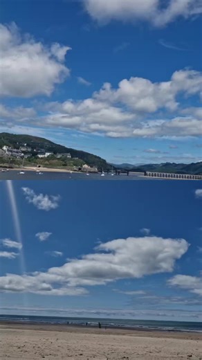 lion Scarface on TikTok