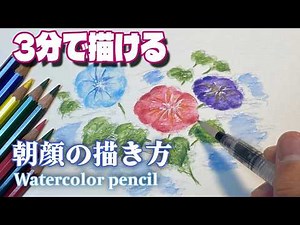 【水彩色鉛筆画】失敗しない！初心者でも描ける！朝顔を3分で描く簡単な方法