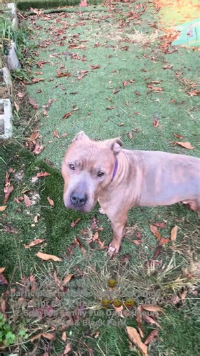 For more information on how YOU can be a part of our Donation Marathon Week contact 770-548-8938 we need more businesses involved for sure | Paw Angels Inc