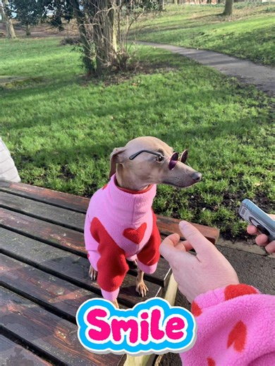 Adorable Miniature Italian Greyhound with Glasses
