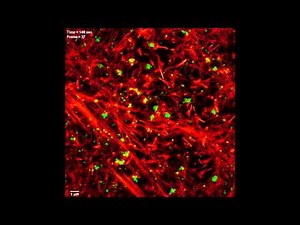 Viewing super-resolution cells in real time