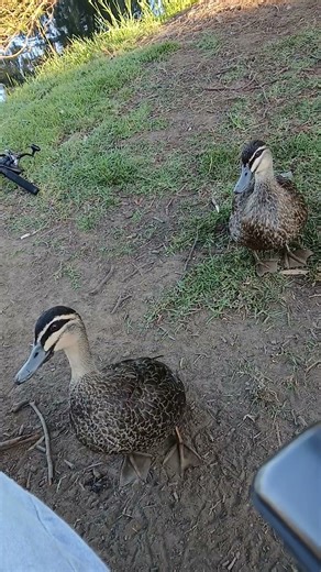 What is it mork and mindy ?.At Werribee river.