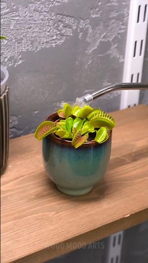 Special Water For Venus Flytrap 🐜😯