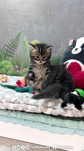 2M views · 132K reactions | Dramatic kitten attack... sort of... 來藍 Fall in love: TinyKittens.com/live If you're not watching mama Fifi and her adorable kittens grow up on our rescue livestream, you are missing out on all sorts of squeeliciously adorable moments!!! They might be the cutest, floofiest kittens of all time!! 令 #rescuecat #kittens #cuteanimals #rescuedismyfavoritebreed #adoptdontshop #animalrescue #catsofinstagram #funnyanimals #rescuecat | Tinykittens | Facebook