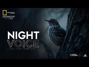 Whip-poor-will: The Night Voice That Controls the Darkness