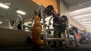 'Feisty' Dog Mimics Owner's Squats at Gym — Watch!