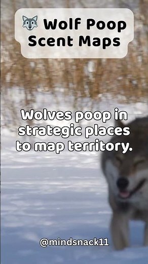 🐺 Wolf Poop Maps – Weird Animal Poop Fact! #Shorts