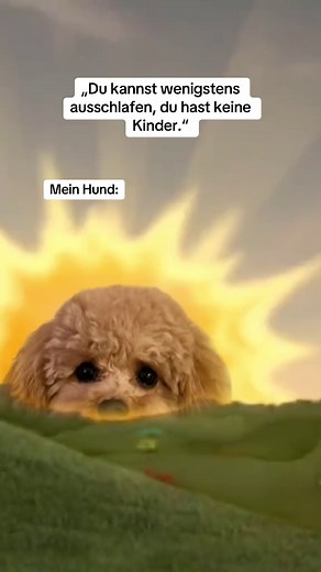 Ausschlafen mit meinem Hund: Ein Malti-Poo Moment