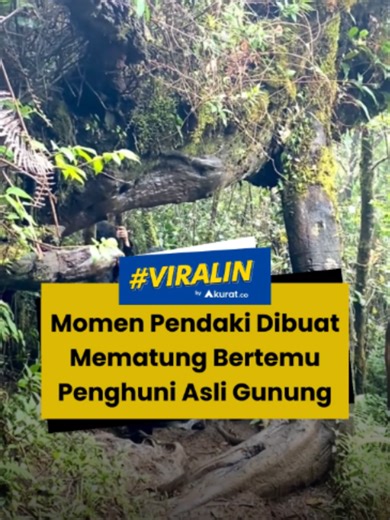 Pura-pura gak liat 👀 Sekelompok pendaki yang sedang melintasi trek di Gunung Cikuray, Garut, dibuat tak berkutik ketika bertemu dengan penghuni asli gunung tersebut. Nampak 3 orang pendaki hanya bisa pasrah mematung saat seekor babi hutan lewat tepat di sisi mereka. Mereka berusaha keras untuk tidak membuat babi itu mengamuk sambil menahan rasa takutnya. 🎥: TikTok/fa_rult. #viral #pendaki #babihutan #gunung #akuratco