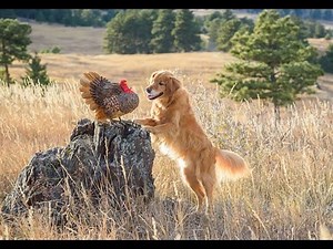 Aug. 20th lecture for ANSC 230, Fall 2019