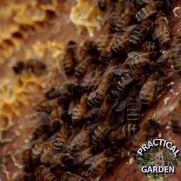 Bee Inspection - Fur Elise (by Beethoven) #practicalgarden