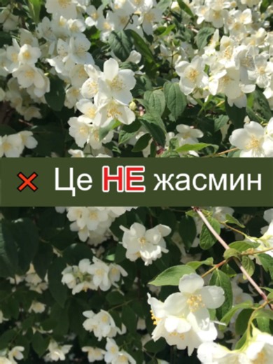 Чубушник чи жасмин: в чому різниця між рослинами