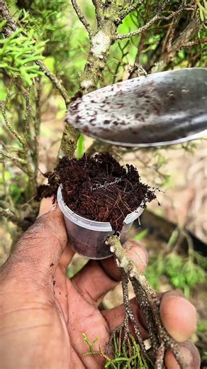 The ease of air layering a cypress tree. #craft #grafting #gardening #plants #tree