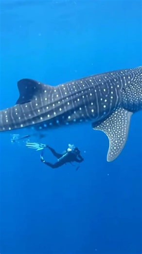 Amazing Fishing Moments You Must See! #ai #shortsfeed #aivideo #shorts #fishing#bigfish#fishcatch