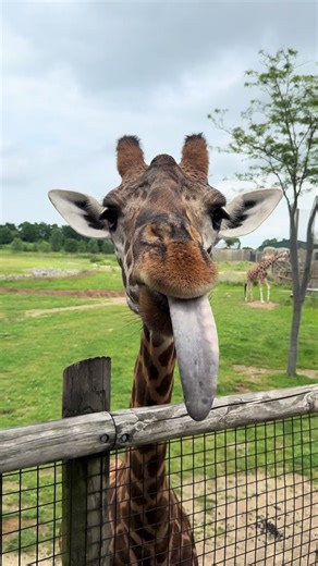 Live by zoo zoo membership = weekly zoo walkies with @g_rantthecollector