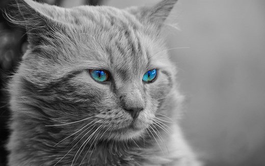 3Dmax制作动物案例教学