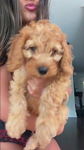Malibu’s first TikTok 🥺 #puppy #cockapoo