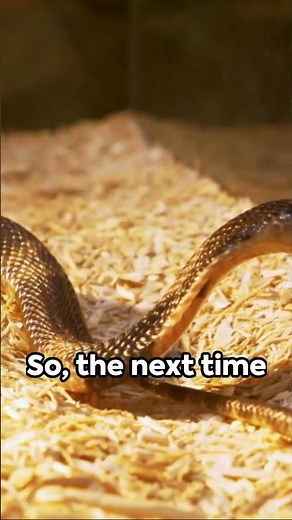 What Makes the King Cobra a King? 👑 King Cobra Snake Facts