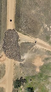 70M views · 1.8M reactions | These dogs doing their duties are mesmerizing!! Happy #FarmDogFriday !  rural.riley via TikTok #FarmDog #FarmChores #HerdingSheep | RFD-TV | Facebook