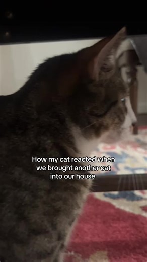 How My Cat Reacted to a New Cat in the House