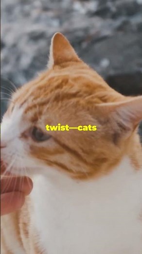 Why Does Your Cat Lick You? The Surprising Truth!